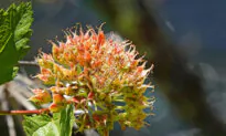 Traditional Medicine Plant Extracts May Treat Ataxia