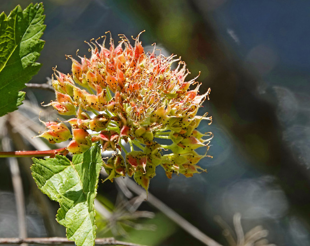 Traditional Medicine Plant Extracts May Treat Ataxia