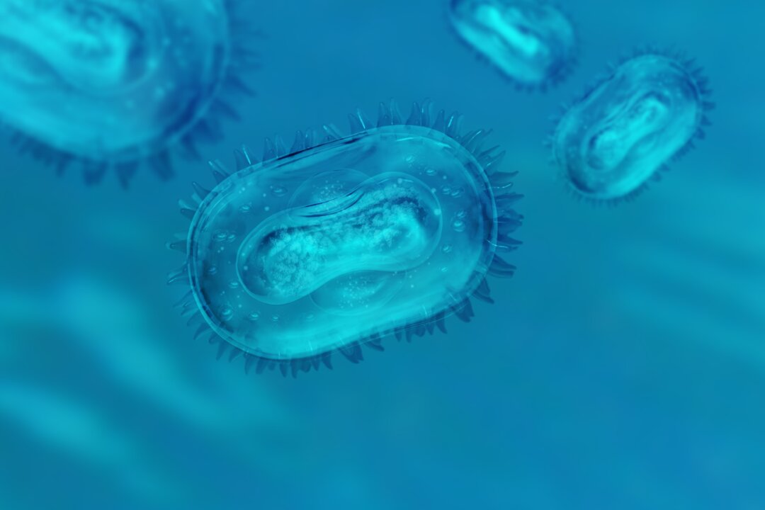 (Hamara/Shutterstock)