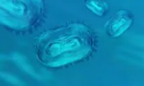 Sexual Monkeypox Spread Sparks Outbreak Concerns