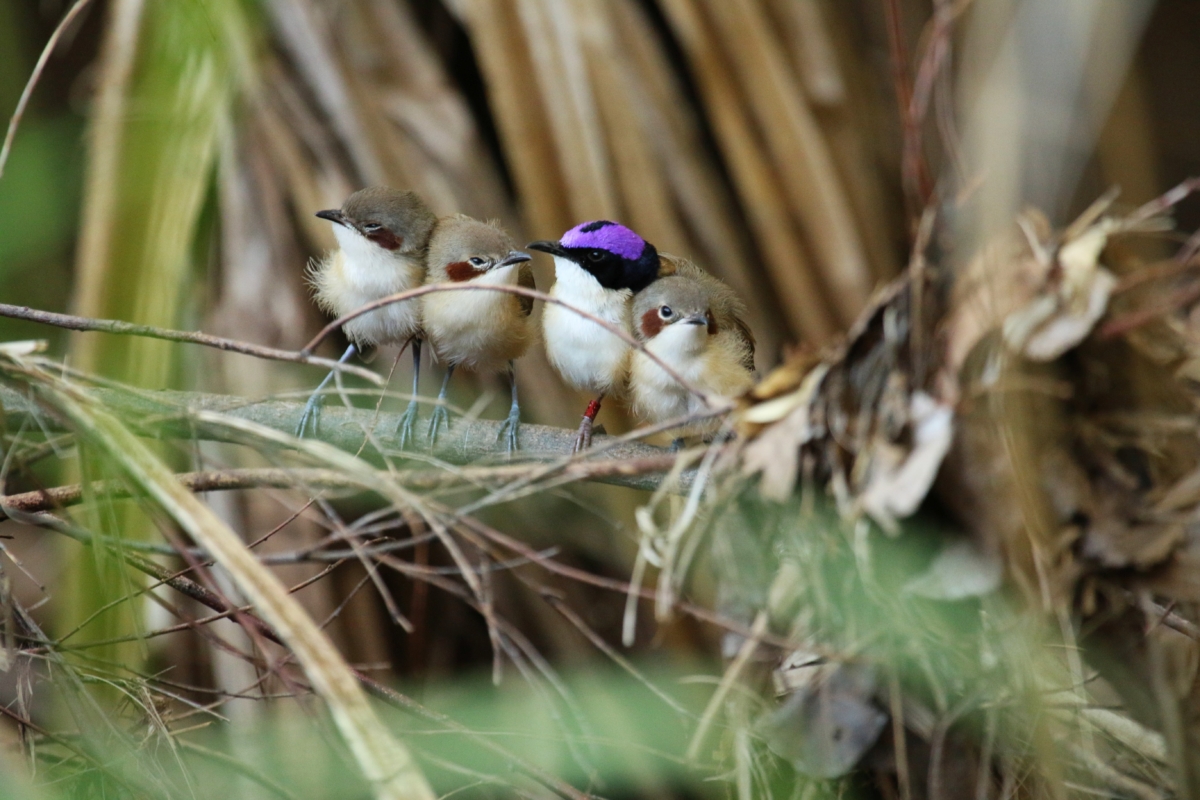NextImg:Resilient Purple Fairywrens Survive Record Flooding