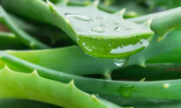 Aloe Vera: First Aid for Hemorrhoids, Dry Skin, Burns, Wounds and More