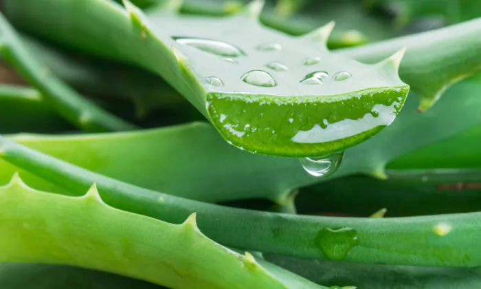 Aloe Vera: First Aid for Burns, Wounds and More