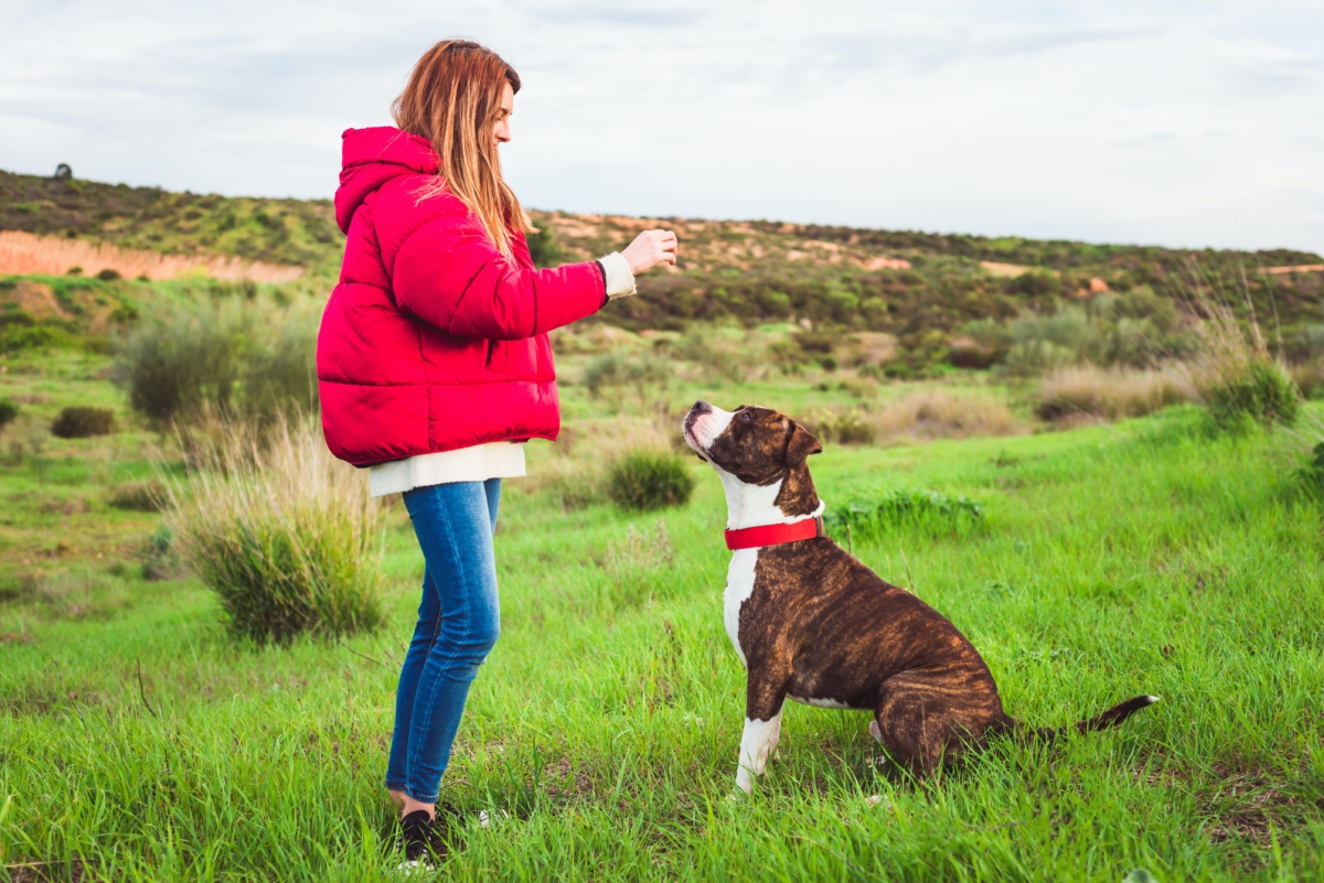 Reward-Based Training More Effective and Humane Than Aversive Training