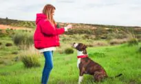Reward-Based Training More Effective and Humane Than Aversive Training