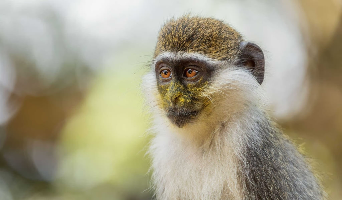 Green Monkeys, You Say? BioNTech’s mRNA Factory and the Marburg Virus