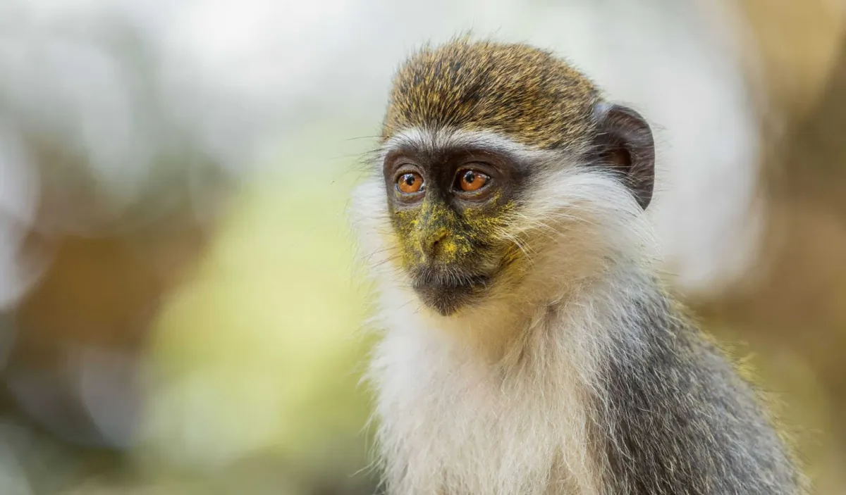 Green Monkey—Chlorocebus aethiops, beautiful popular monkey from West African bushes and forests, Ethiopia. (David Havel/Shutterstock)