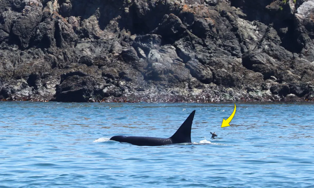 (Courtesy of Naturalist Sam Murphy of Island Adventures)