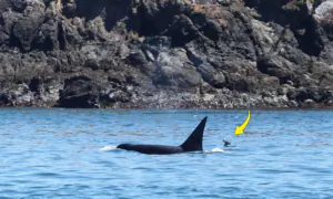Rare Photo: Killer Whale and Deer Pictured Swimming Together Near the US-Canada Border