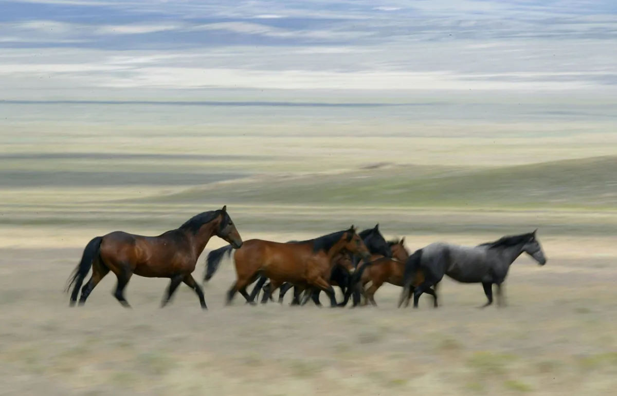 A group of wild horses run through a field in Eureka, Nev., on July 7, 2005. (Justin Sullivan/Getty Images)