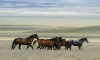 Volunteers Pony up Thousands in Donations to Purchase Disputed Alpine Horses at Auction