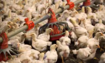 US to Spend $502 Million on Future Bird Flu Response