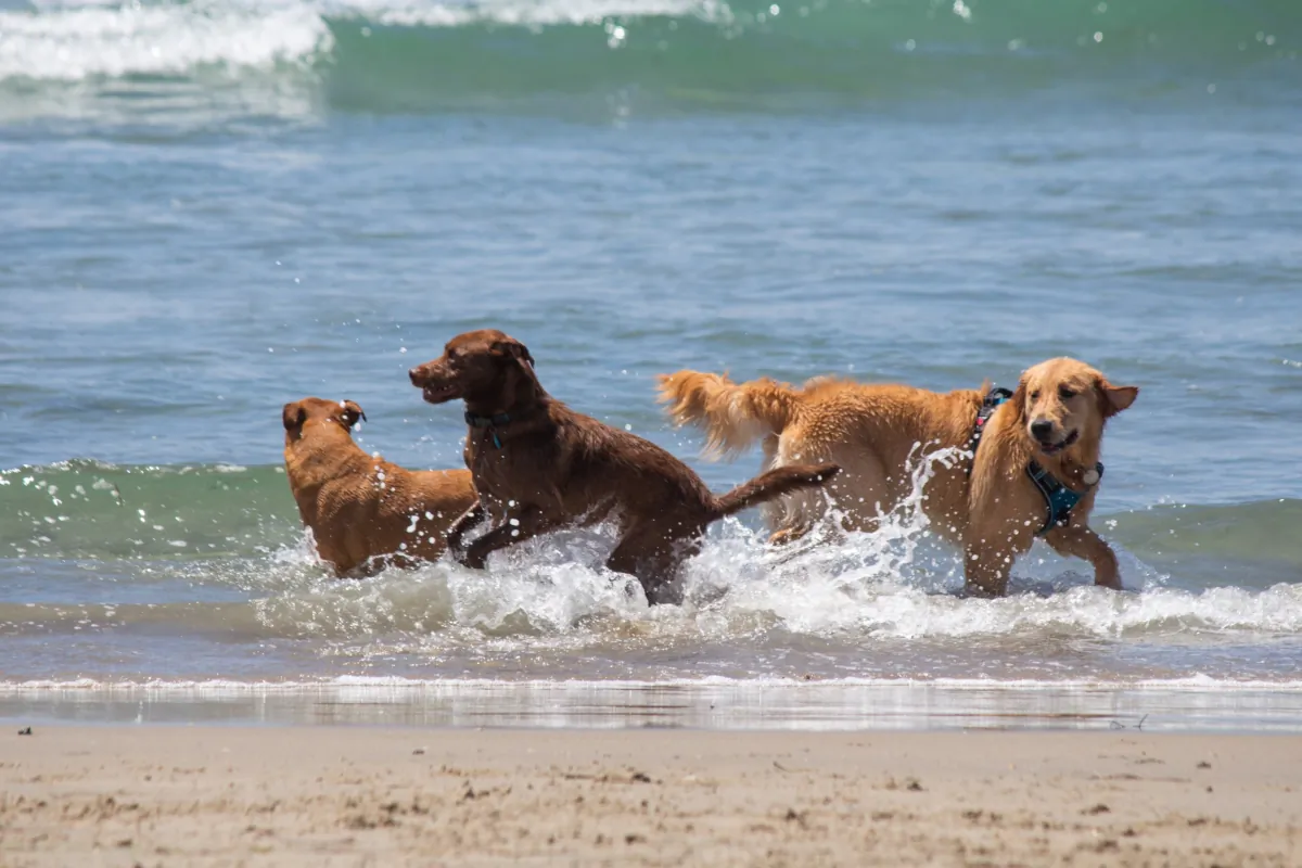 Check before you go; Dogs are not allowed on every beach in South Florida. (Kharzey/Shutterstock)