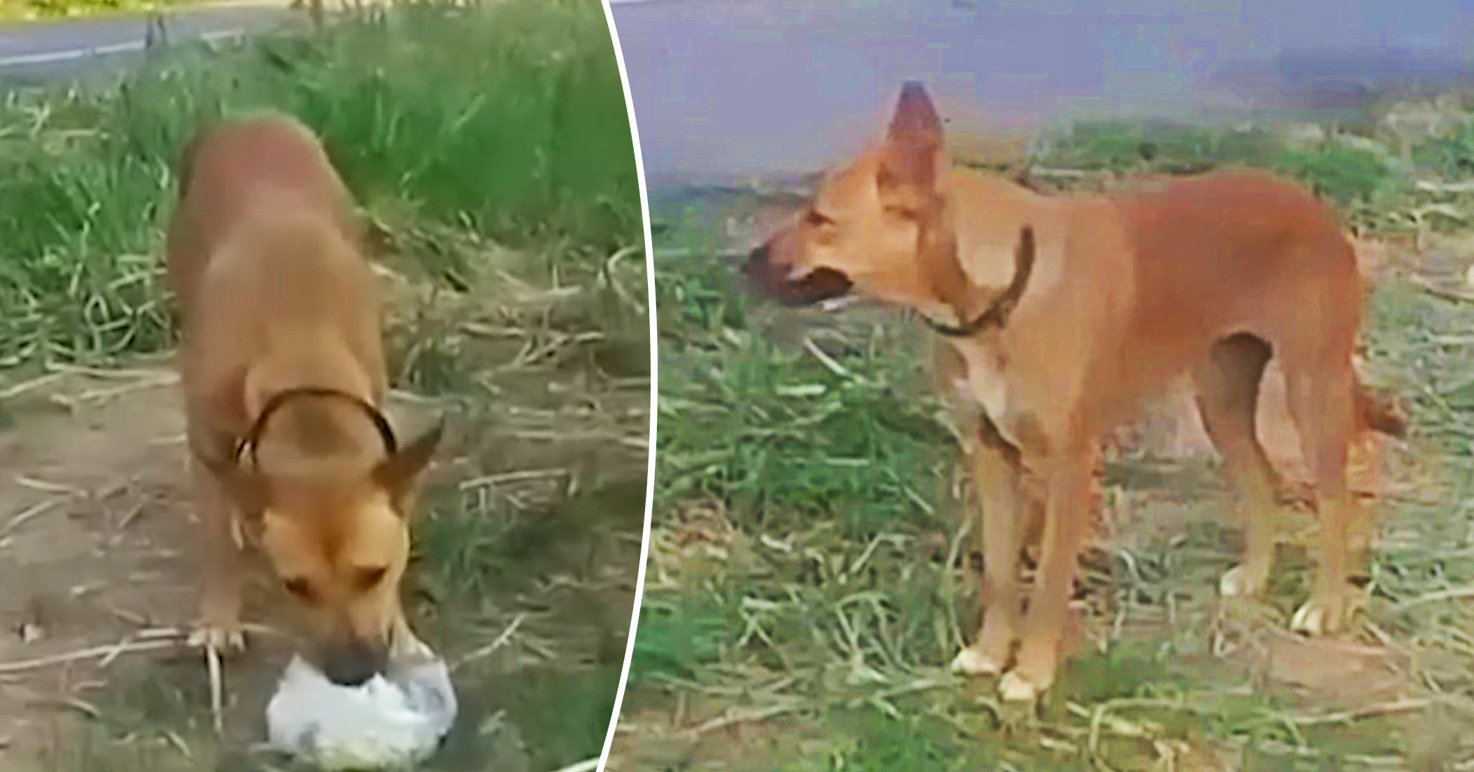 Abandoned dog waits by the roadside for 2 months for its owner to return