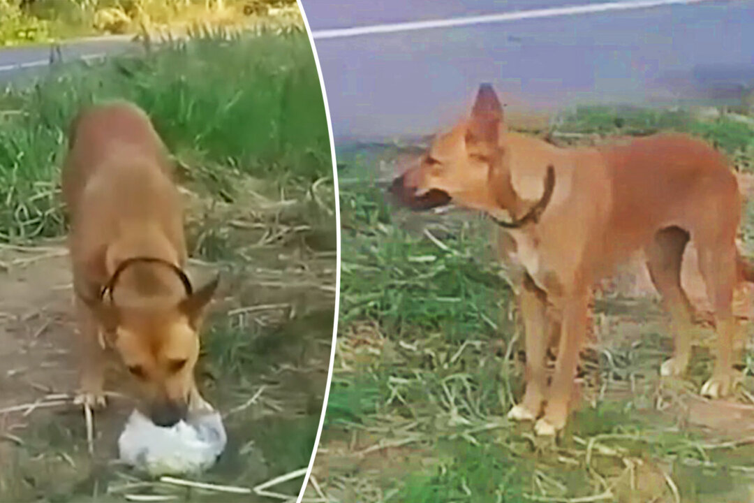 Abandoned Dog Waits by the Roadside for 2 Months for Its Owner to ...