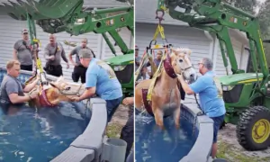 VIDEO: Fire Rescue Gets Call of Panicked Horse Stuck in Swimming Pool—Here’s What Happened Next