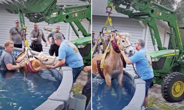 VIDEO: Fire Rescue Gets Call of Panicked Horse Stuck in Swimming Pool—Here's What Happened Next