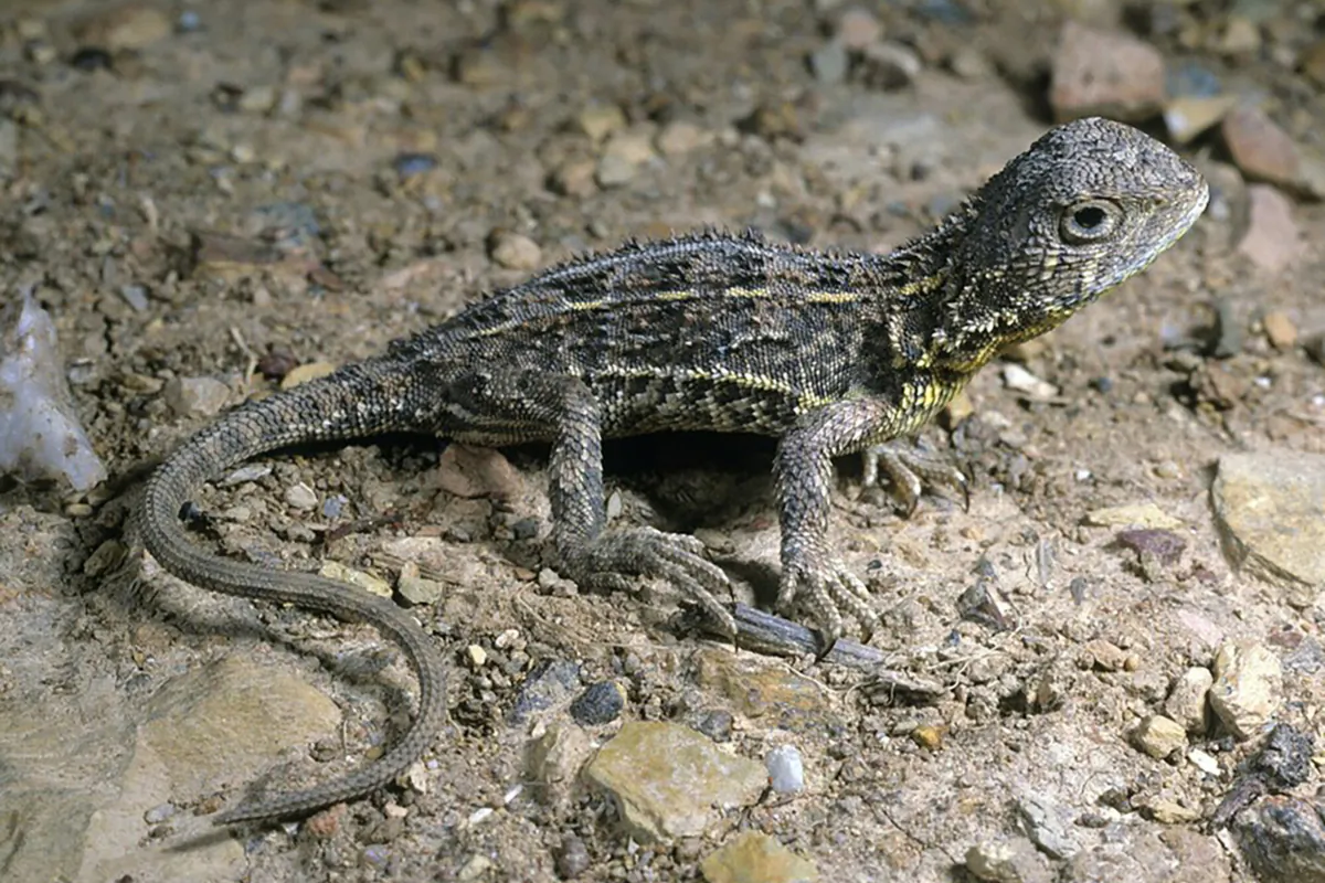 A supplied image obtained on Monday, June 5, 2023, of A Grassland Earless Dragon, Southeastern Australia. (AAP Image/Supplied by CSIRO)
