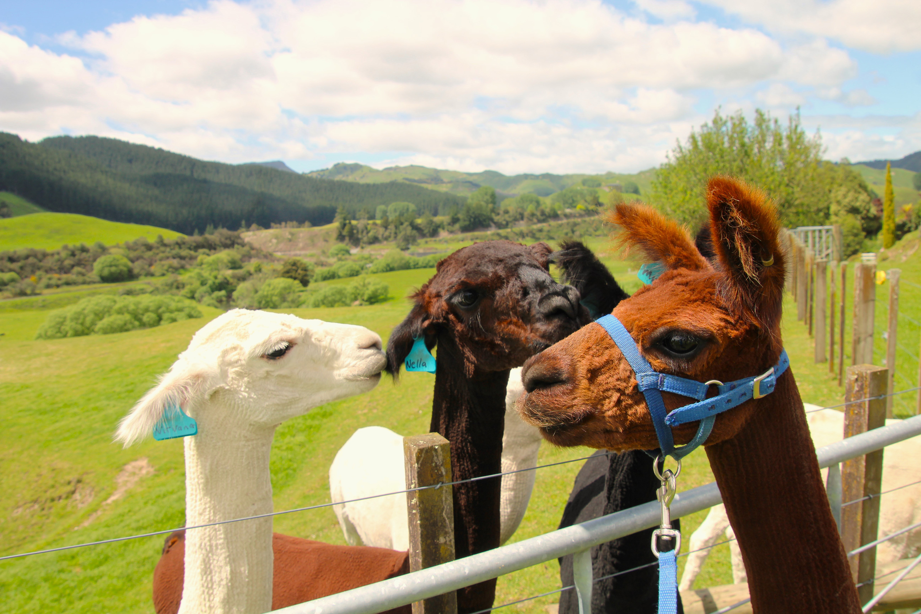 Nirvana, Nella and Musty, resident alpacas at Nevalea Alpacas