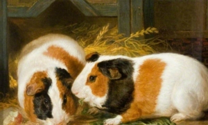 Oh, How Guinea Pigs Multiply: ‘Pigs Is Pigs’