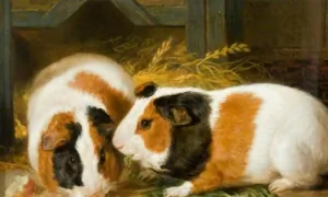 Oh, How Guinea Pigs Multiply: 'Pigs Is Pigs'