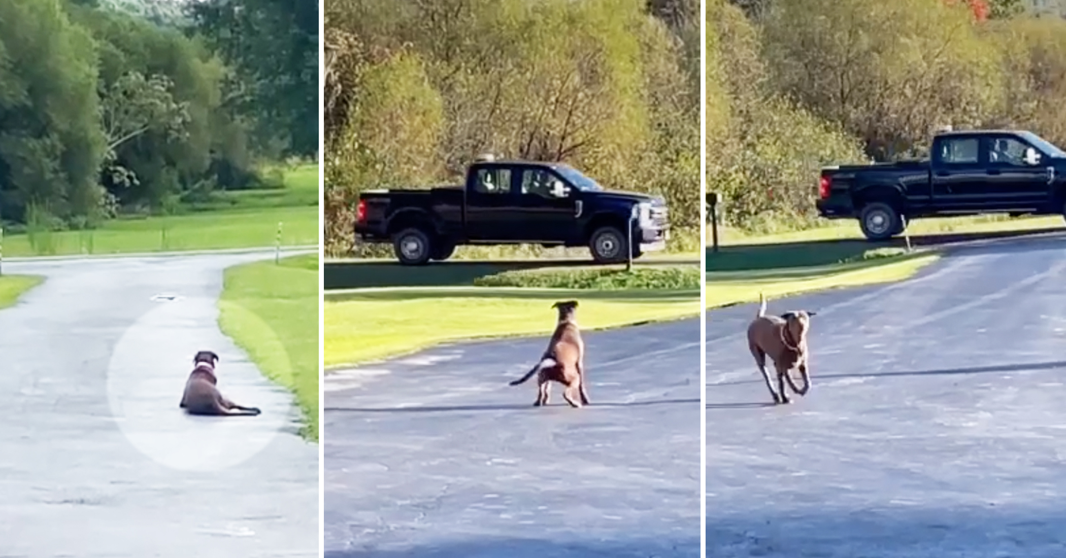NextImg:Grateful dog waits in the driveway every day for the miner who rescued her 2 years ago: VIDEO