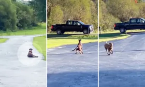 Grateful Dog Waits in the Driveway Every Day for the Miner Who Rescued Her 2 Years Ago: VIDEO