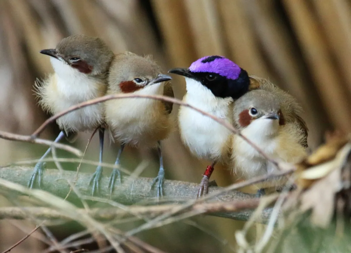 A family of Purple-crowned Fairy-wrens at Mornington Wildlife Sanctuary. (Niki Teunissen/Monash University)