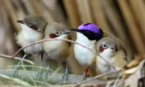 Resilient Purple Fairywrens Survive Record Flooding