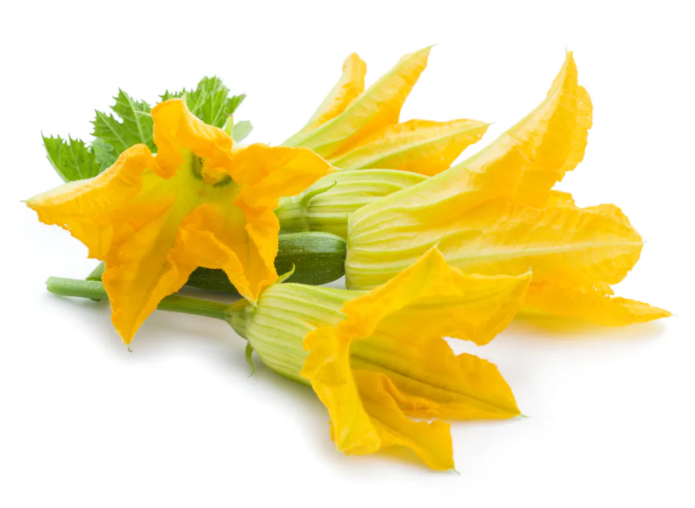 Squash and zucchini flowers can be deep-fried, pan-fried, sauteed, baked, or served raw. (Valentyn Volkov/Shutterstock)

