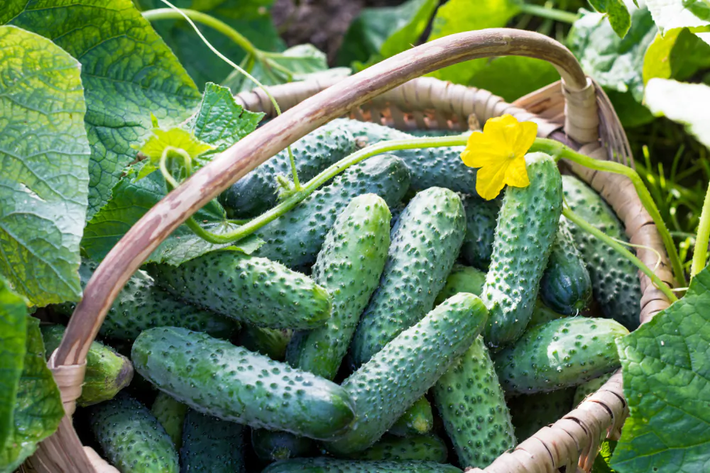 Cucumber in a basket. (Jurga Jot/Shutterstock)