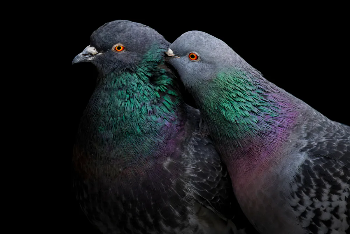 Grand Prize, Rock Pigeon (Courtesy of Liron Gertsman/Audubon Photography Awards)