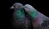 The Secret Science of Pigeon Navigation