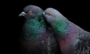 The Secret Science of Pigeon Navigation