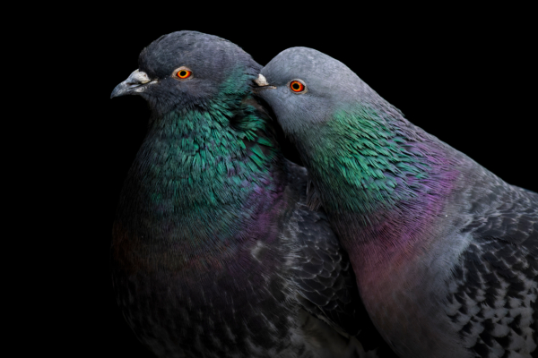 The Secret Science of Pigeon Navigation