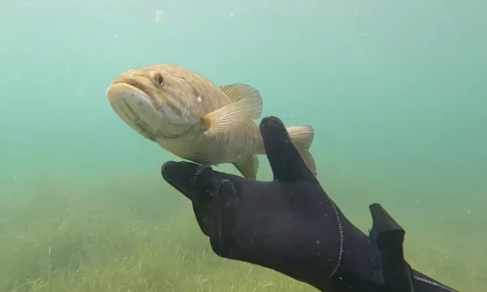 Virtual Modelling To Change Barramundi Production