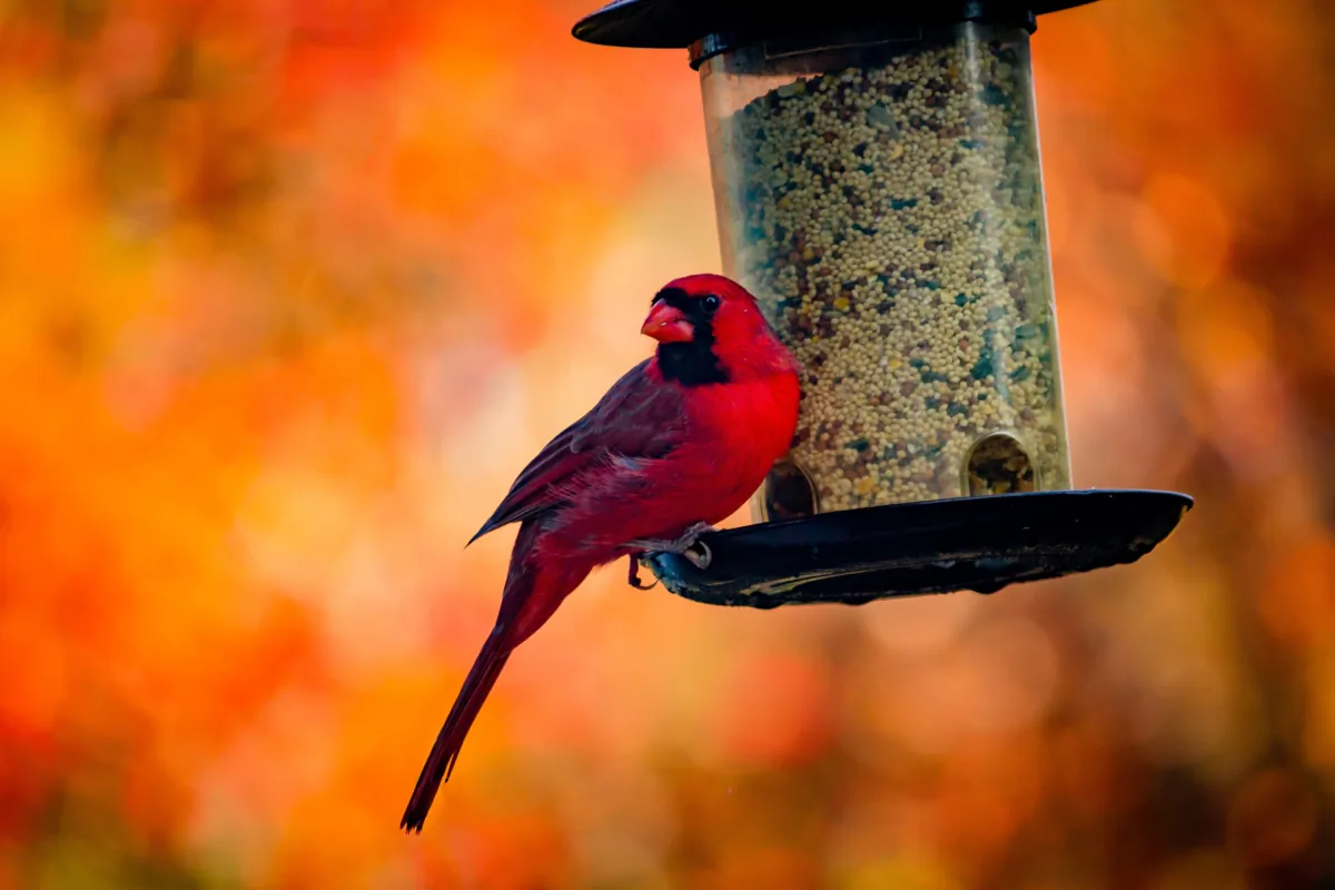 Have binoculars handy after establishing a bird-friendly environment. (Bonnie Kittle/Unsplash)