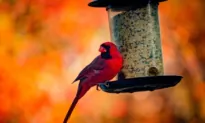 Backyard Birdwatching Tips for Beginners