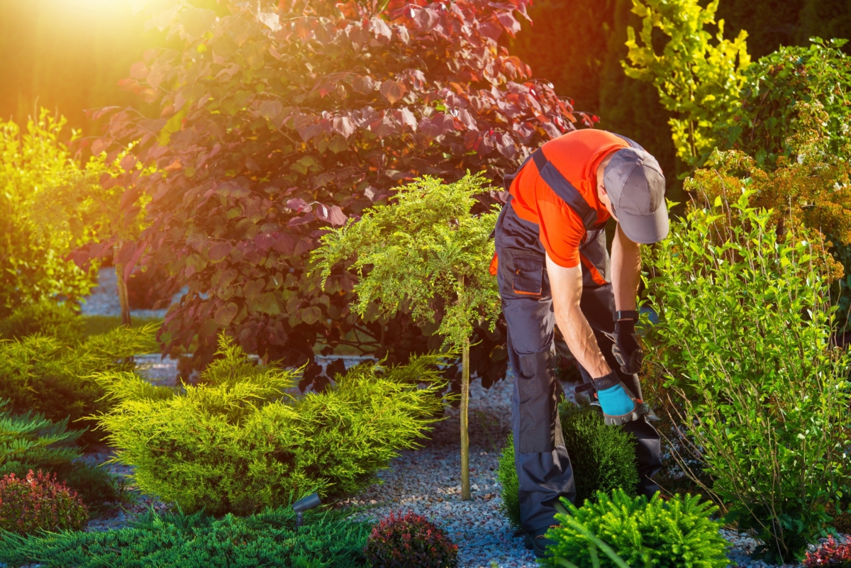NextImg:Summer Gardening To-Do List