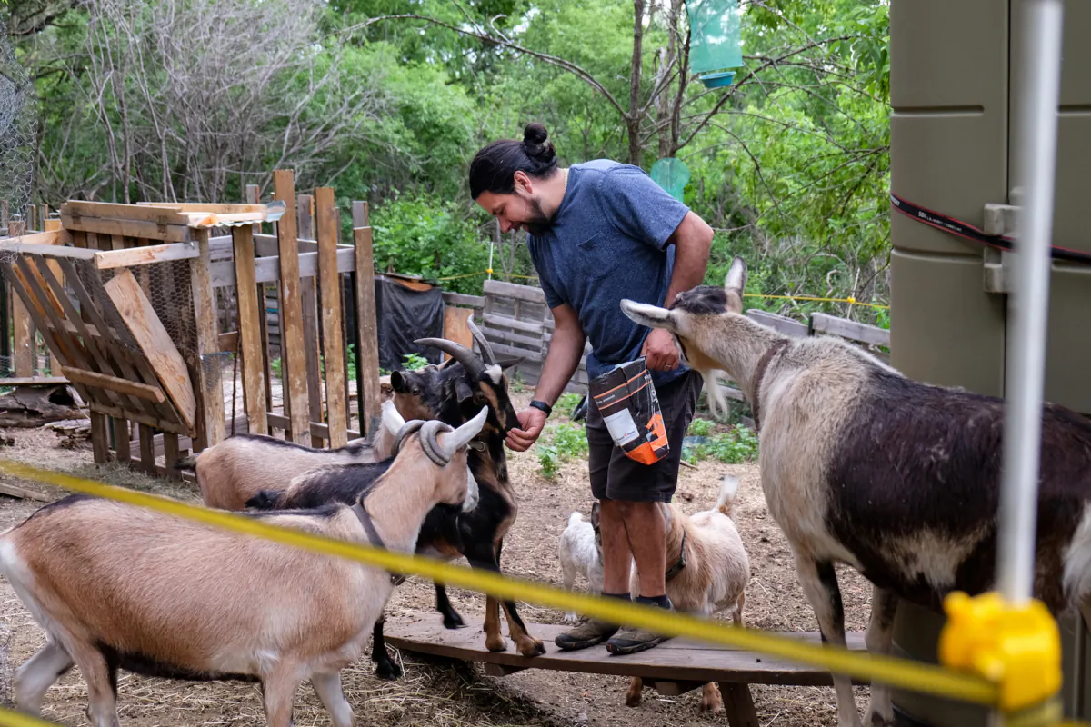 Juan Camacho's herd of goats gather around for treat time. (Annie Holmquist)
