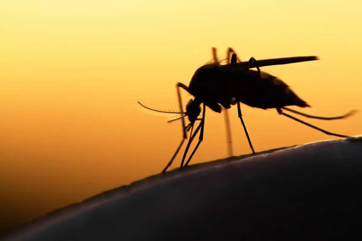 Buruli ulcer has been recorded in Victoria over the past two decades, but transmission to humans has increased in recent years. (mycteria/Shutterstock)