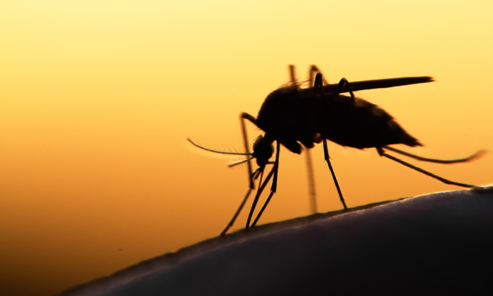 Potentially Life-Threatening Mosquito-Borne Illness Lands in This City