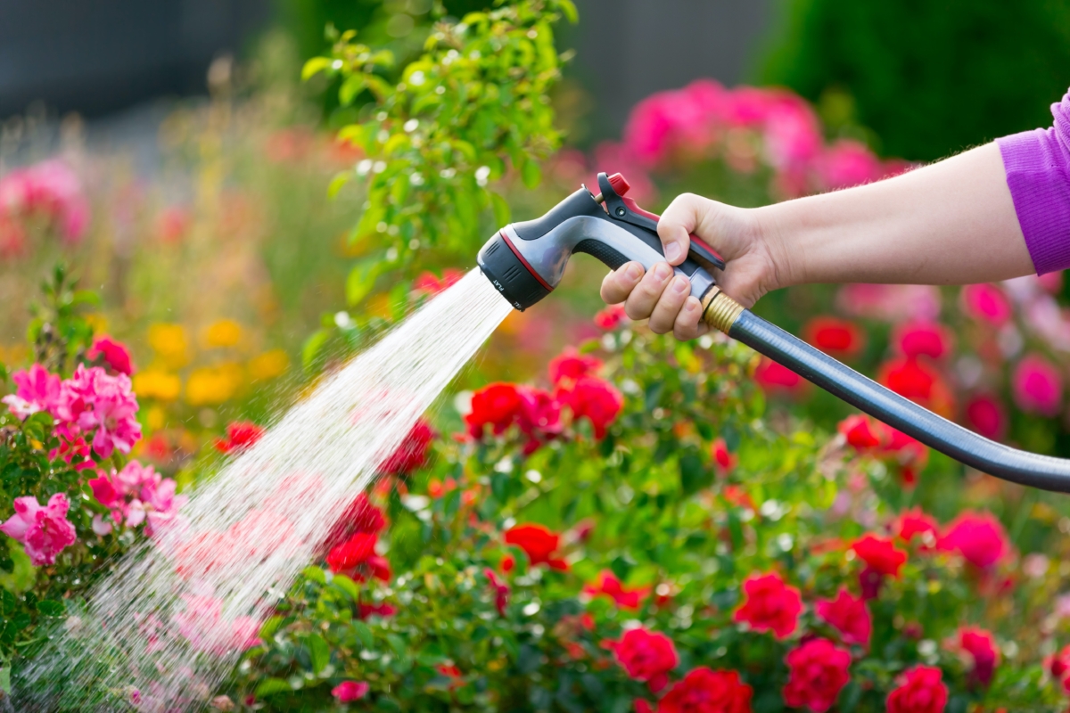 The Best Time of Day to Water Your Plants