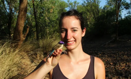How the Purple Fairywrens Survived Extreme Floods: Bird Expert