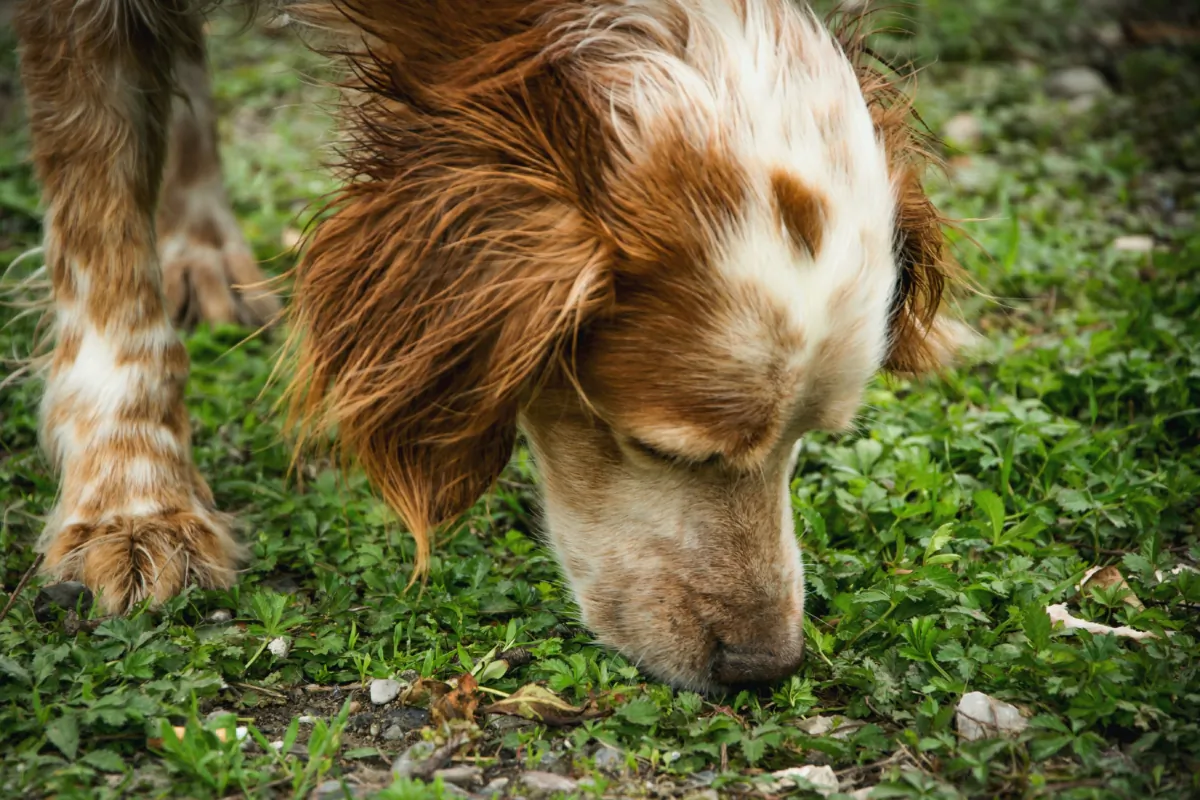 If a dog eats unexploded paintballs or licks the contents of ruptured paintballs, the most common consequence is vomiting, diarrhea, tremors, and loss of coordination. (682A IA/Shutterstock)