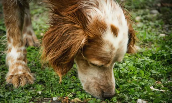 Paintballs Are Toxic to Dogs
