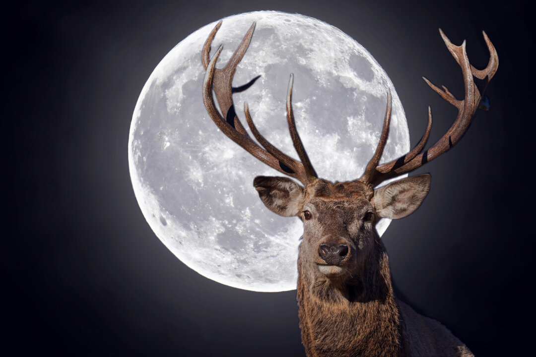 First Super Moon of 2023 Will Be Full ‘Buck’ Moon Around Summer ...