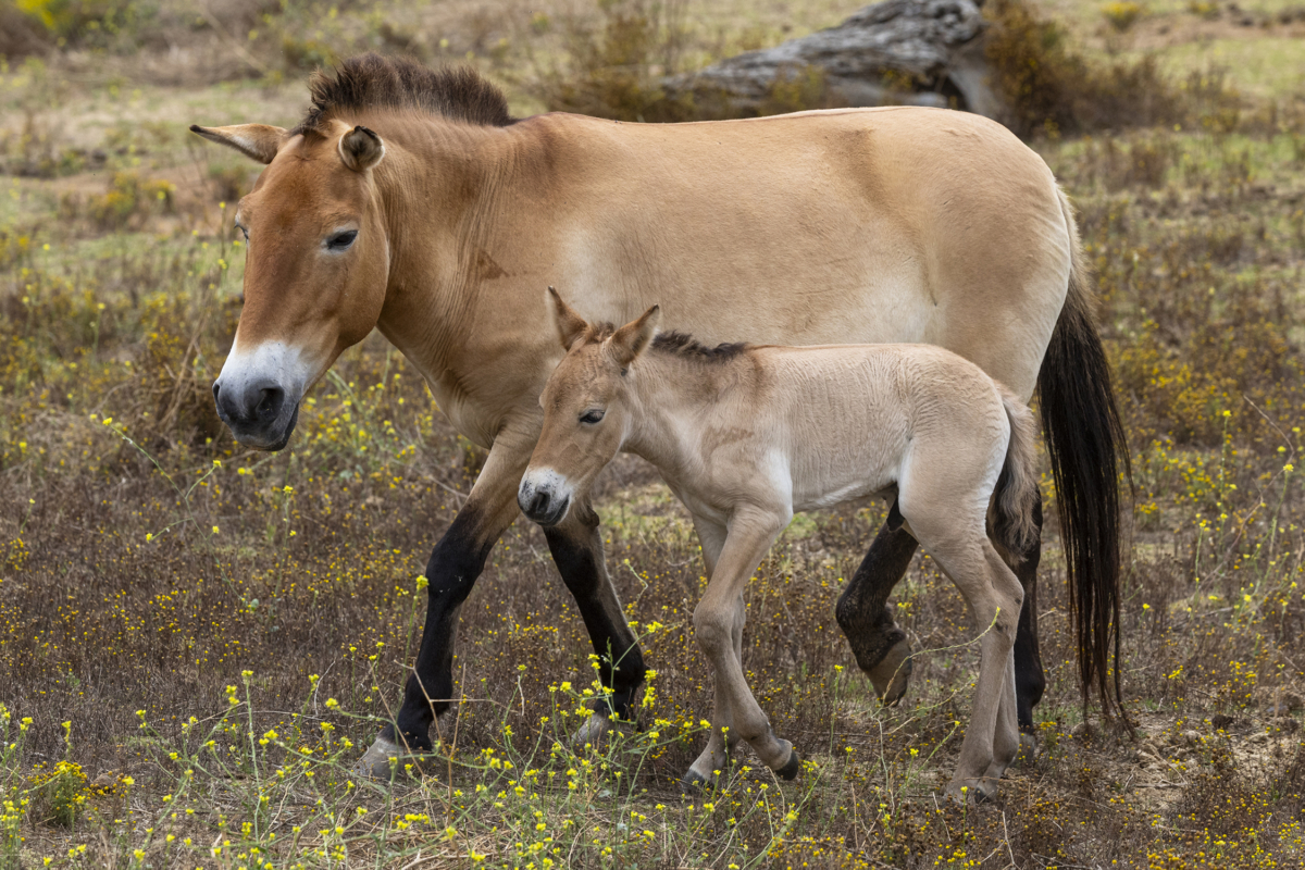 Rare Wild Horse Born at San Diego Zoo Safari Park