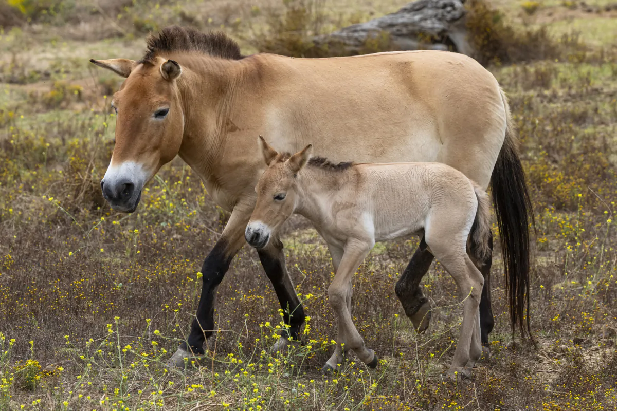 Photo of young Przewalski's horse born at the San Diego Zoo Safari Park in San Diego, on June 29, 2023. (Courtesy of San Diego Zoo)