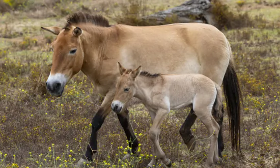 Rare Wild Horse Born at San Diego Zoo Safari Park